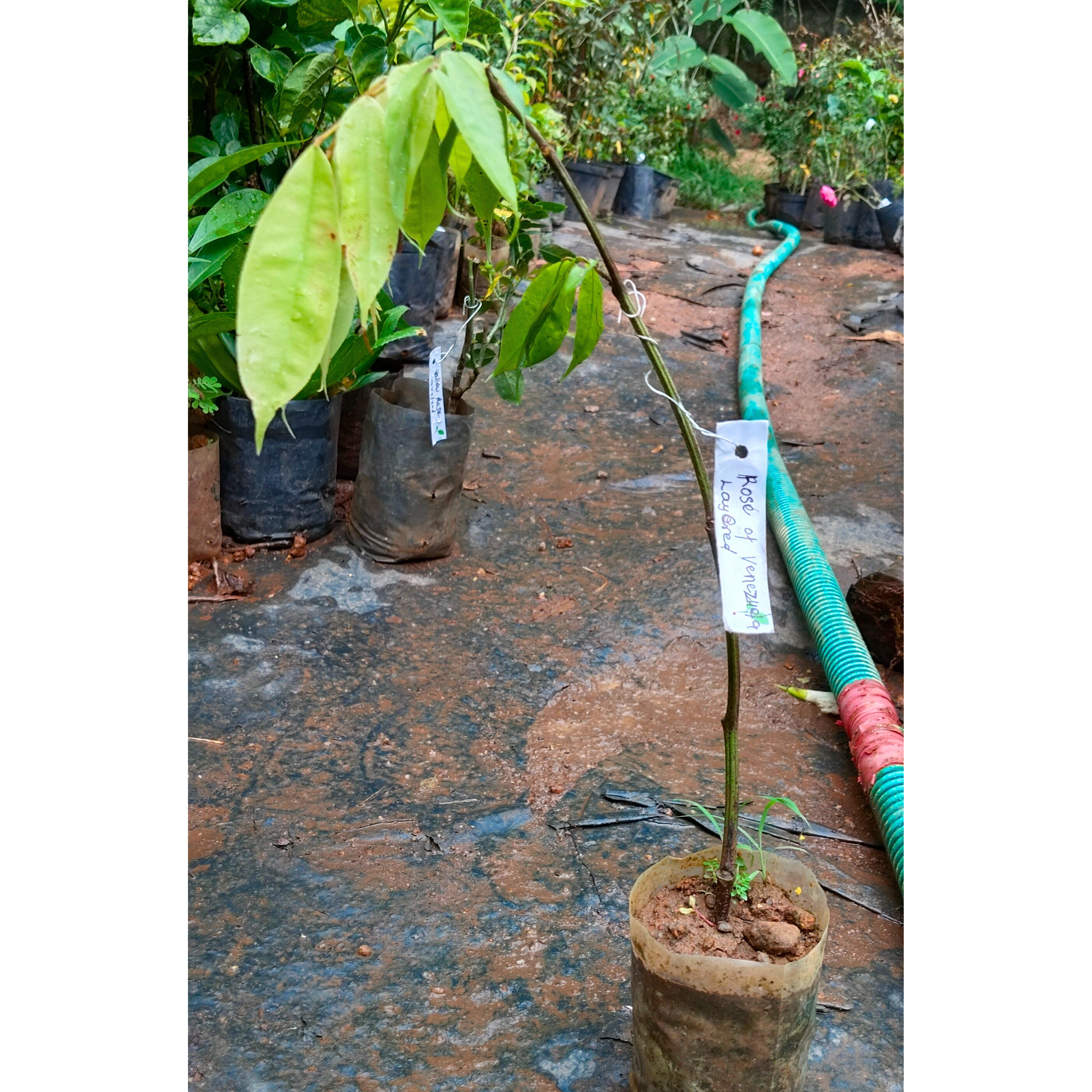 Rose of Venezuela Layered Live Flowering Plant (Brownea)