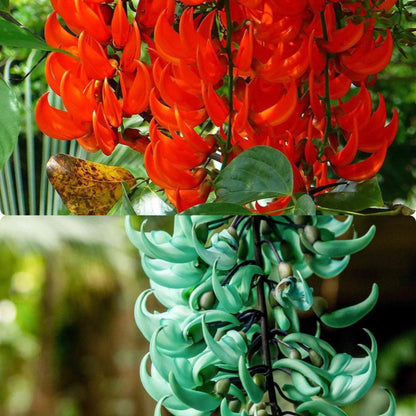 Nema/Blue Jade Vine (Strongylodon macrobotrys) &amp; Red Jade Vine (Mucuna Bennettii) Combo Live Plants