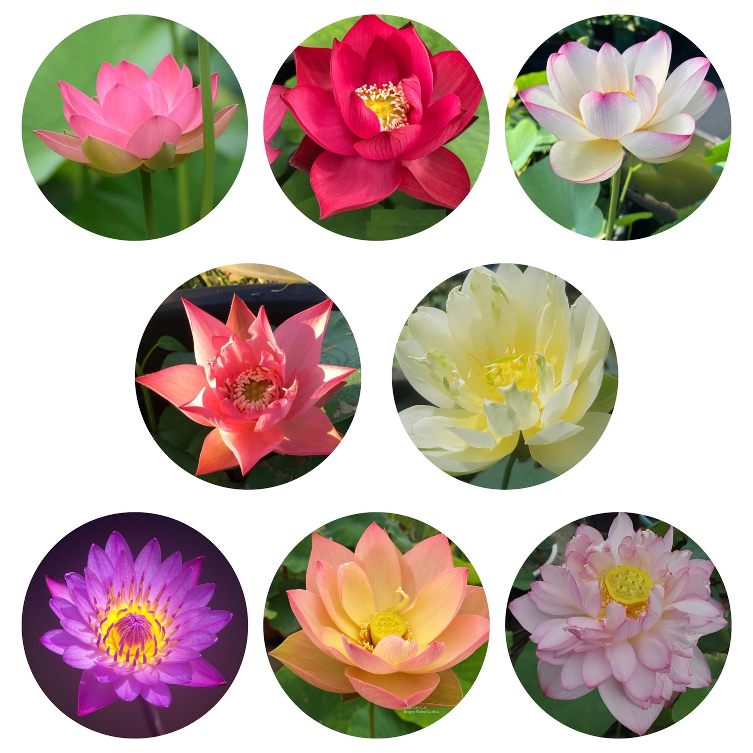 Lotus Tuber - 8 Assorted Varieties