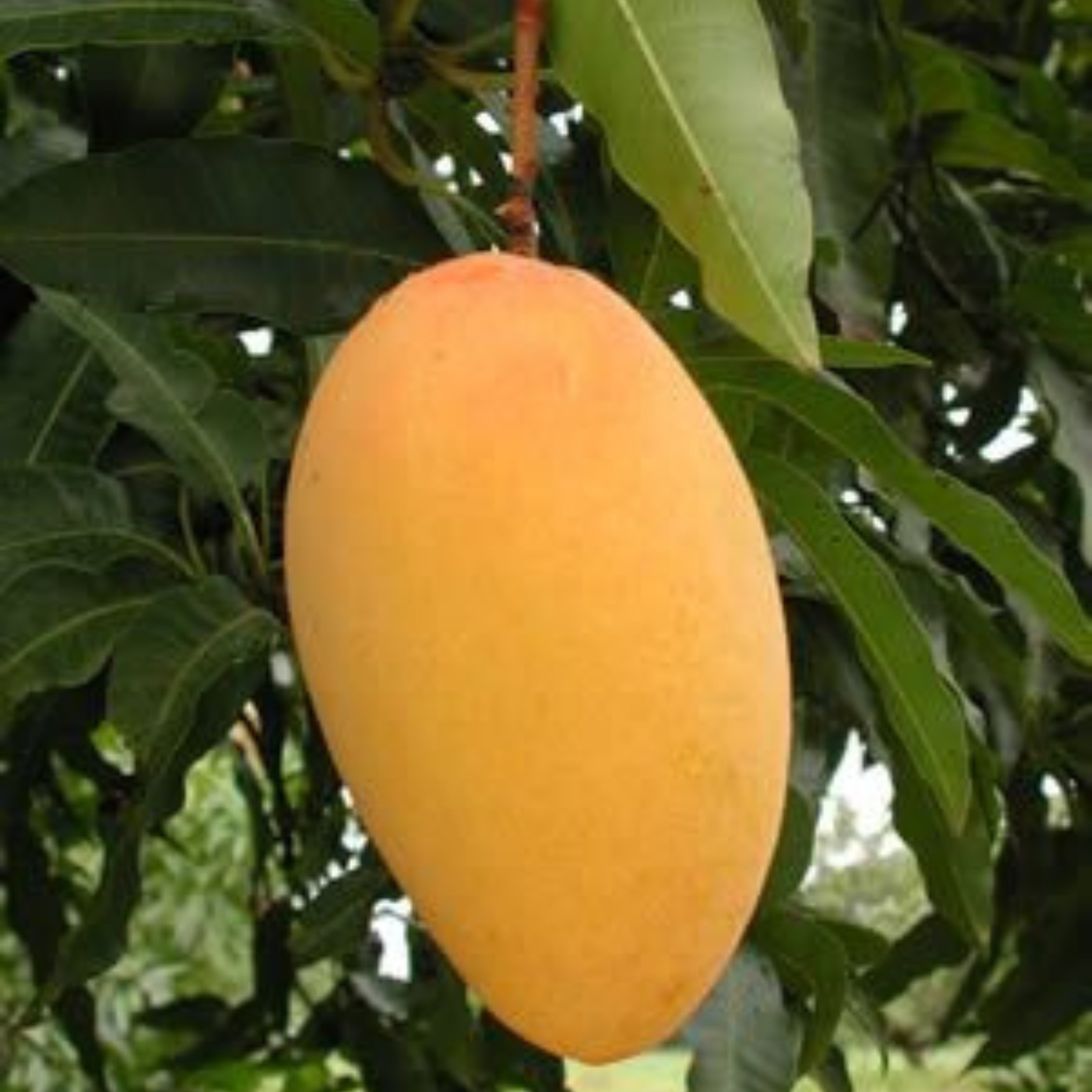 Brunei King Mango Grafted Live Plant – Seed2Plant