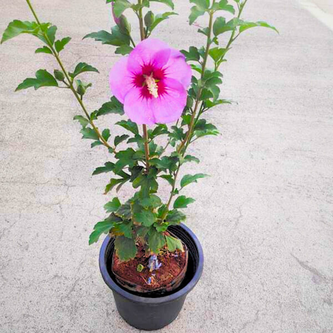 Purple Hibiscus Live Plant with Buds (Shoe Flower)