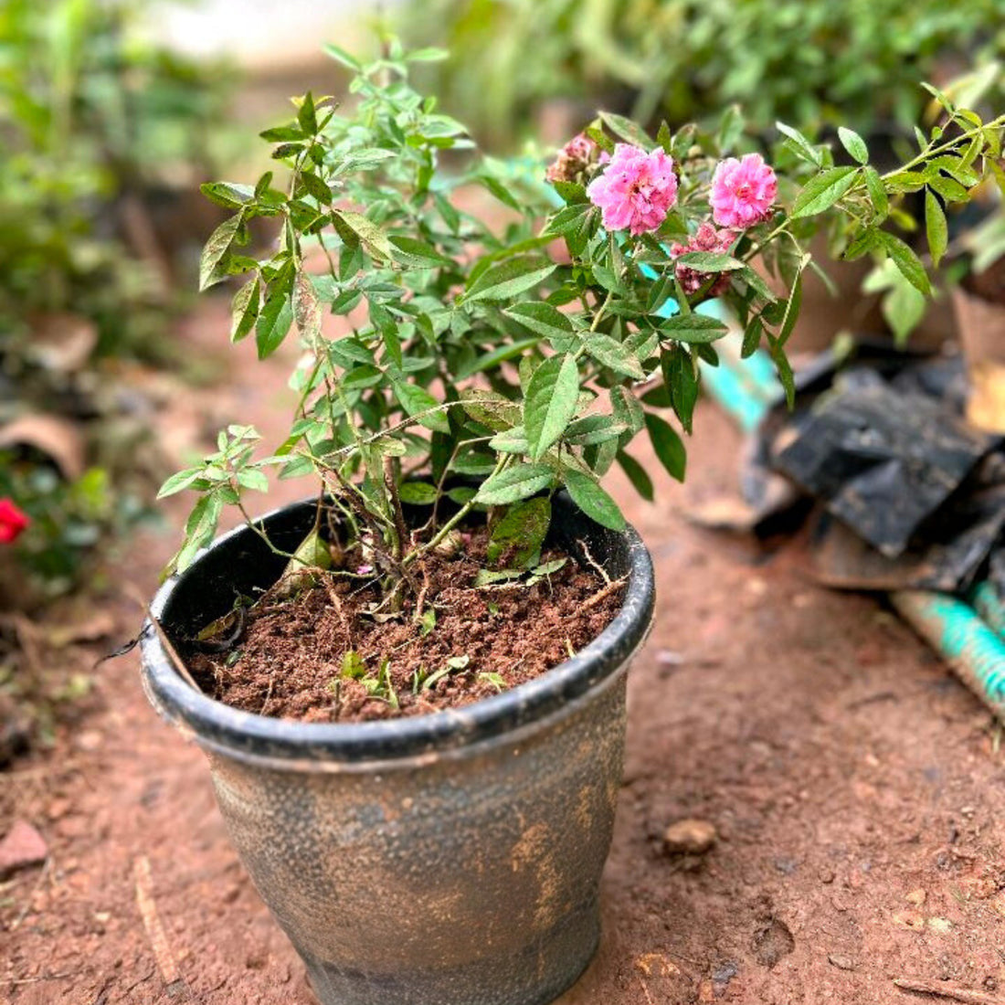 Orchid Rose Live Plant - With Pot