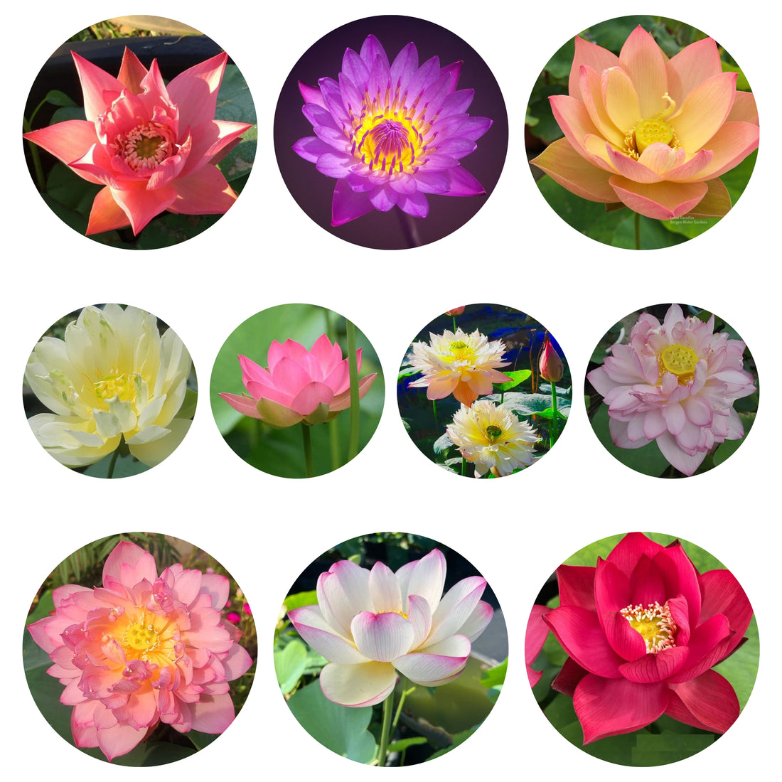 Lotus Tuber - 10 Assorted Varieties