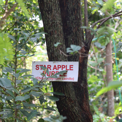 Purple Jamaican Star Apple Grafted Live Plant (Chrysophyllum Cainito)