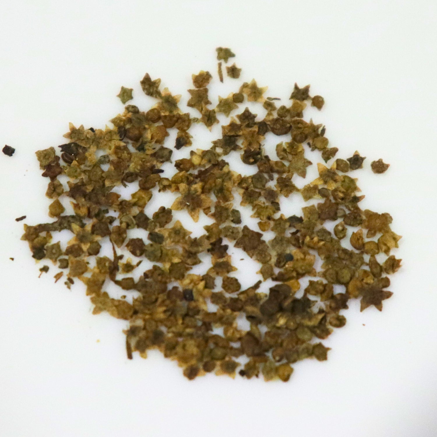 Kochia Seeds (Green)