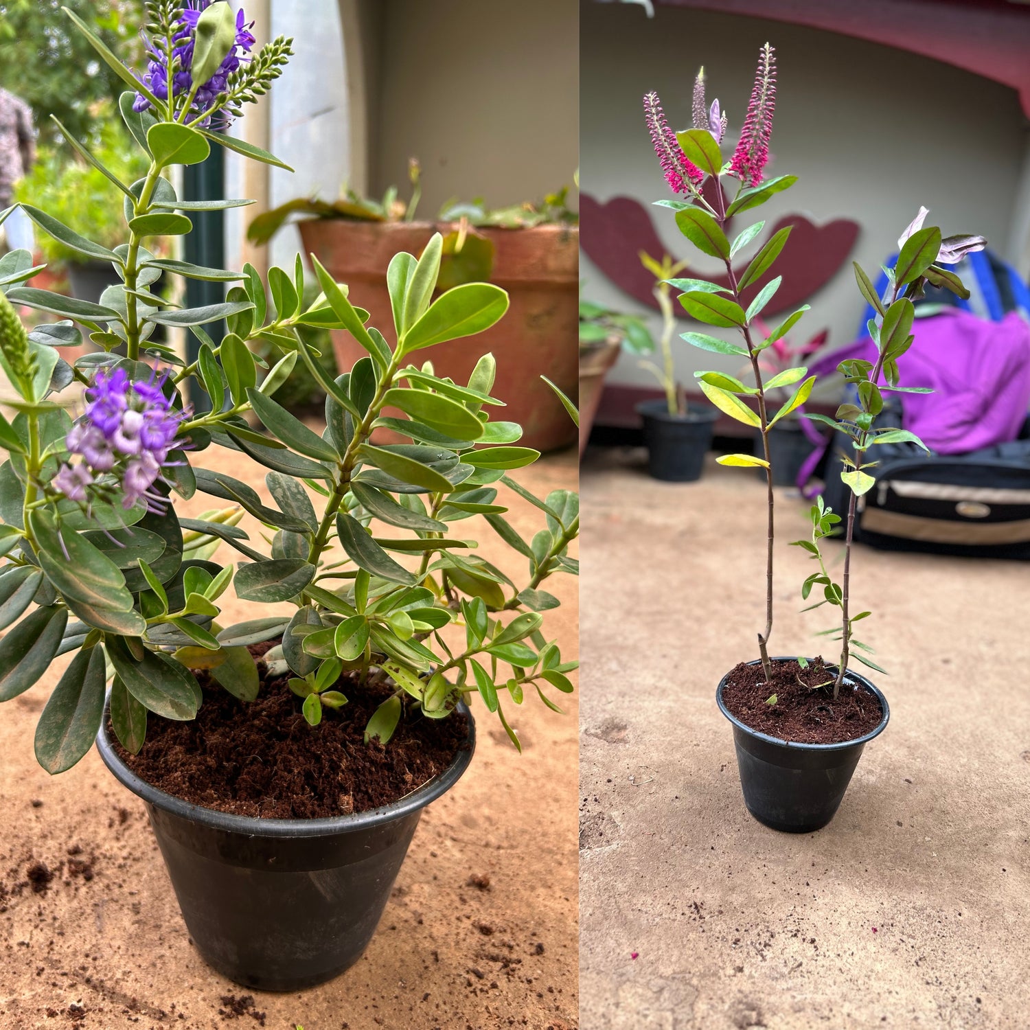 Rare Hebe Speciosa Magenta and Blue Combo Flowering Live Plants