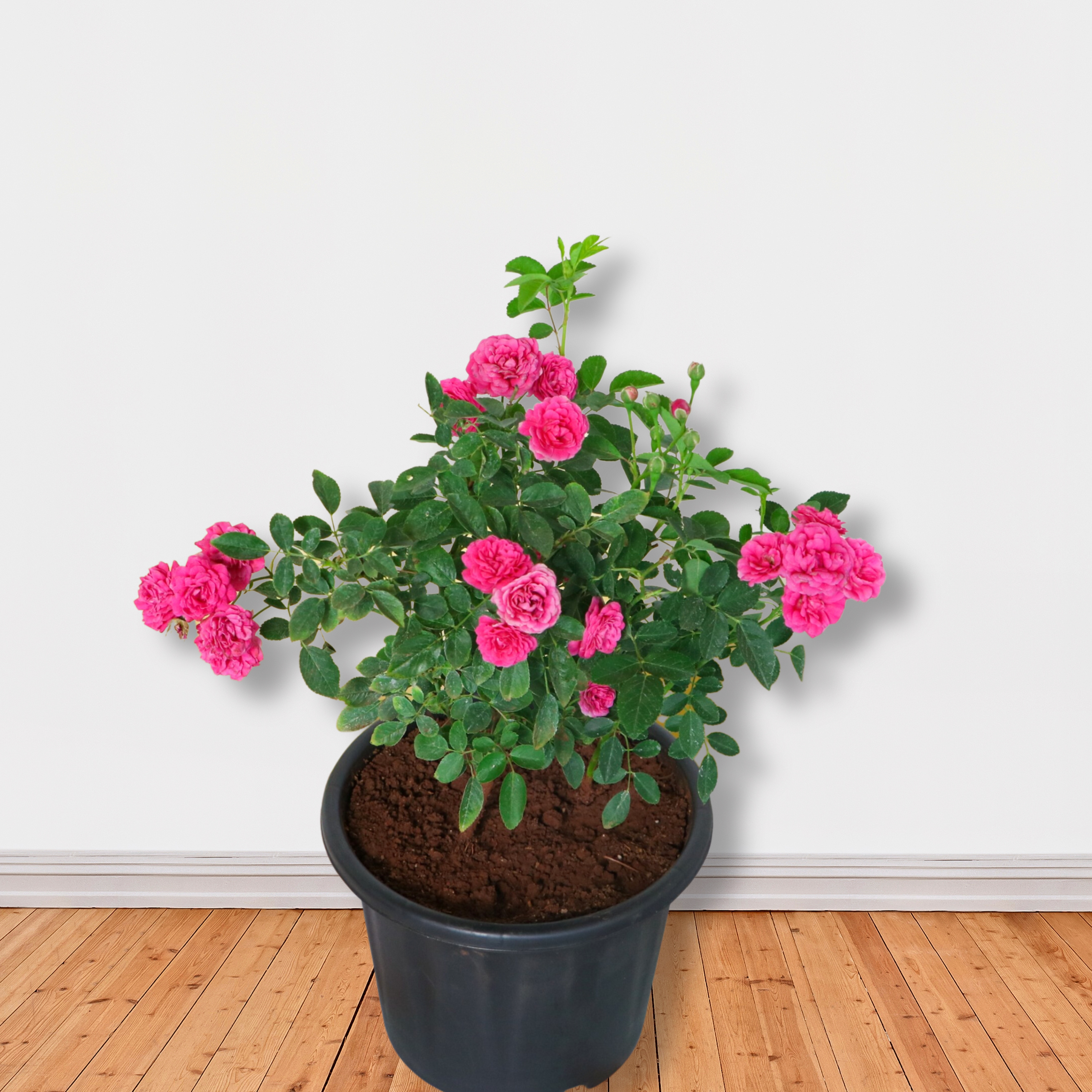 Miniature Dark Pink Button Rose Live Plant