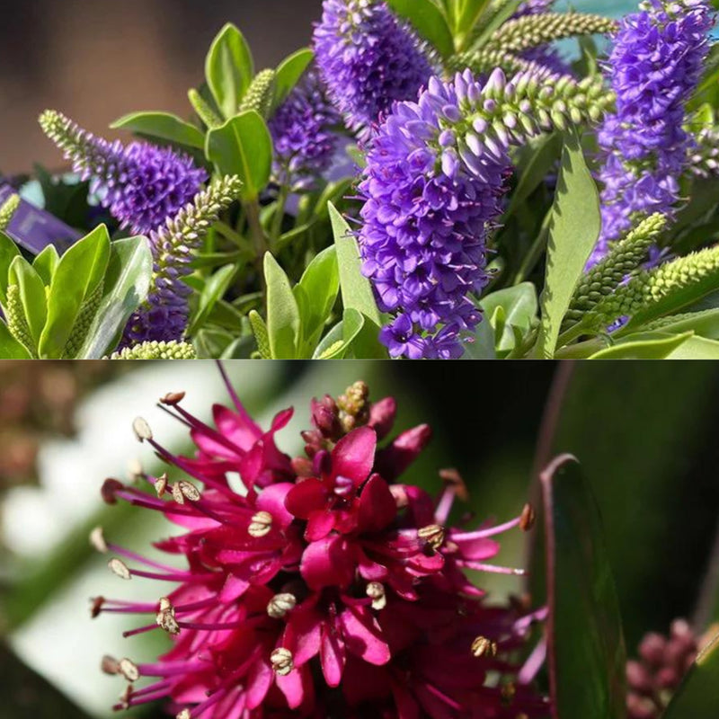 Rare Hebe Speciosa Magenta and Blue Combo Flowering Live Plants