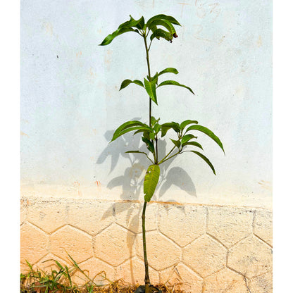 Japanese Miyazaki Mango Grafted Live Plant