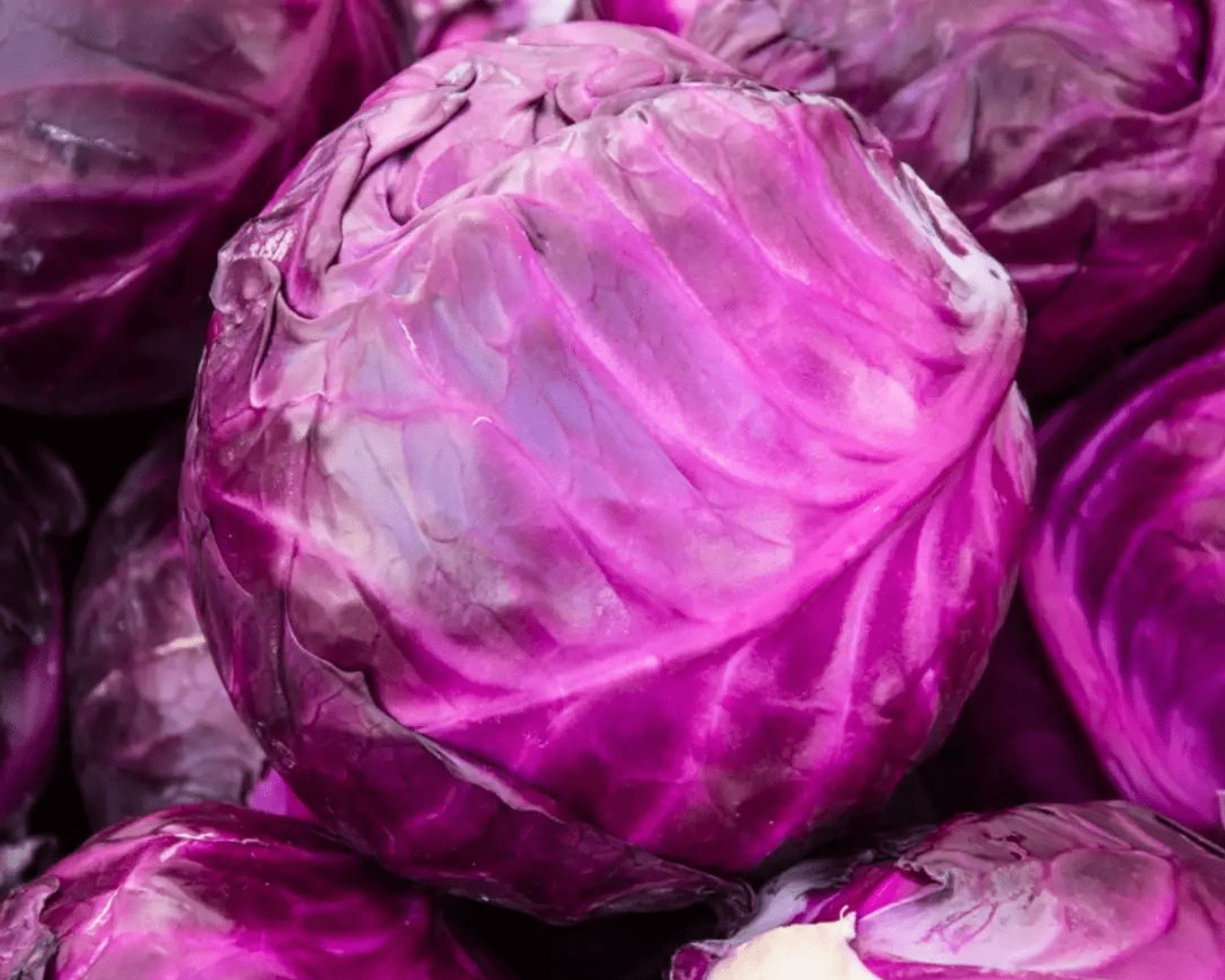 Organic Purple/Violet Cabbage Seeds