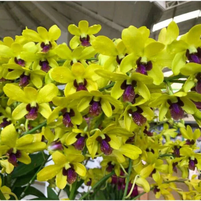Dendrobium Yellow Red Lip (Extra Big Size Seedling)