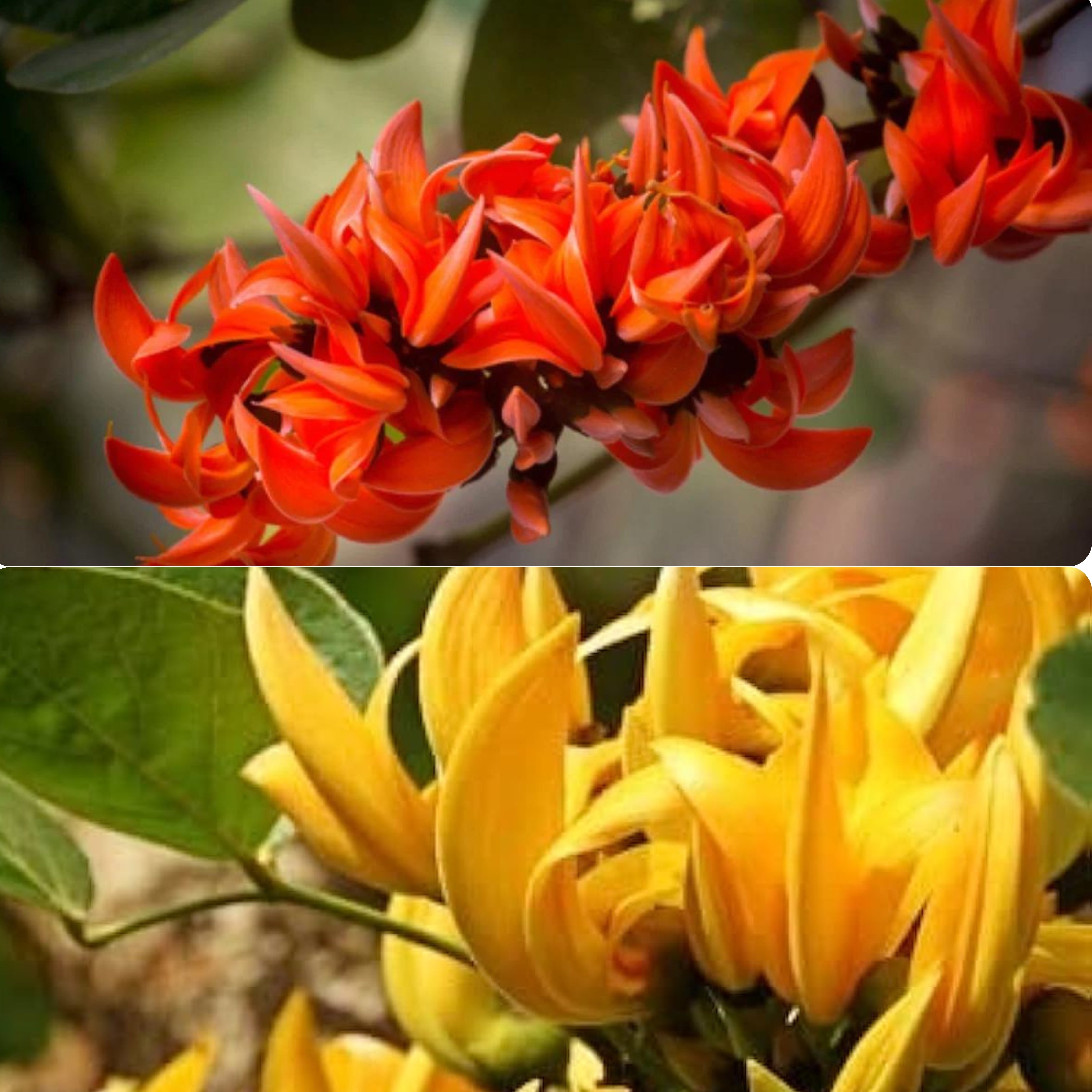 Yellow Palash &amp; Red Palash Combo All Time Flowering Layered Live Plants