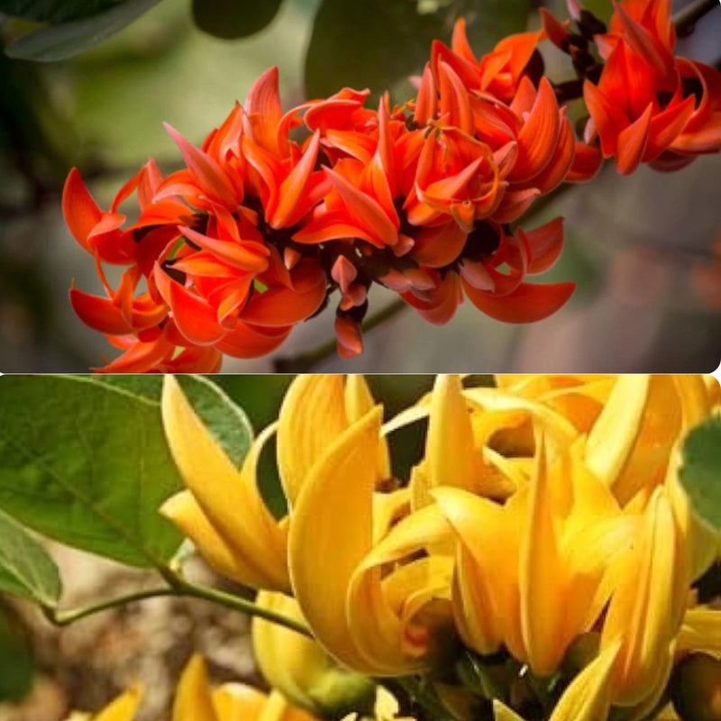 Yellow Palash & Red Palash Combo All Time Flowering Layered Live Plants