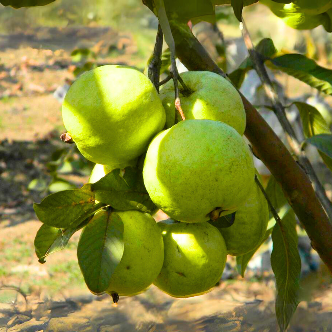 VNR Guava Live Plant (Psidium guajava)