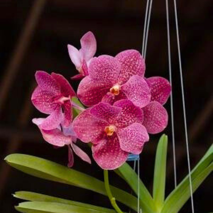 Vanda Krokpra (Seedling)