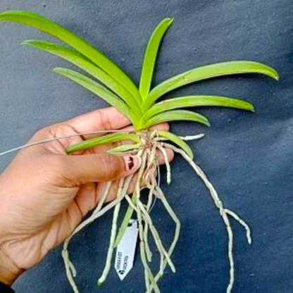 Vanda Krokpra (Seedling)