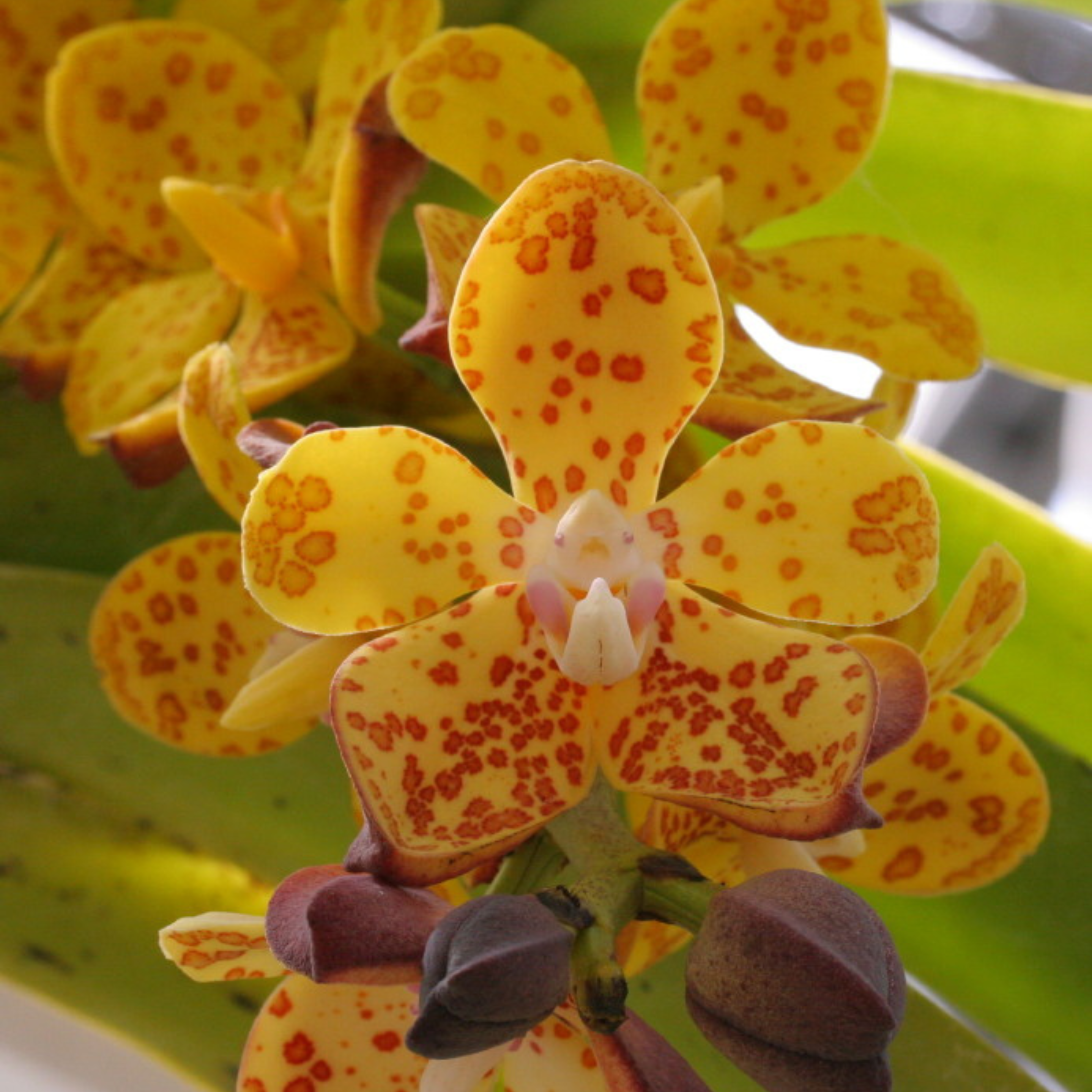 Vandagnopsis Gigantea - Blooming Size