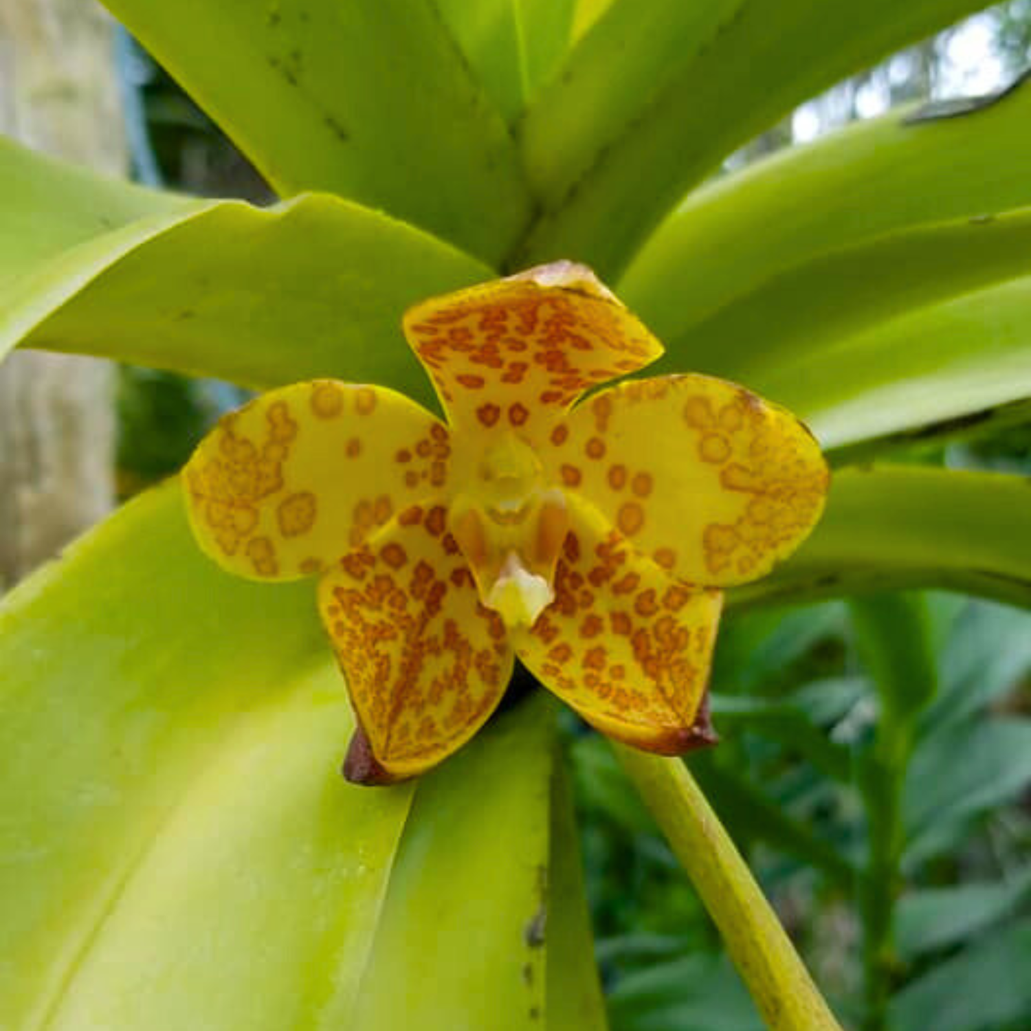 Vandagnopsis Gigantea - Blooming Size