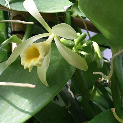 Vanilla Beans Creeper / Climber 1 meter Long Cutting Spice Plant