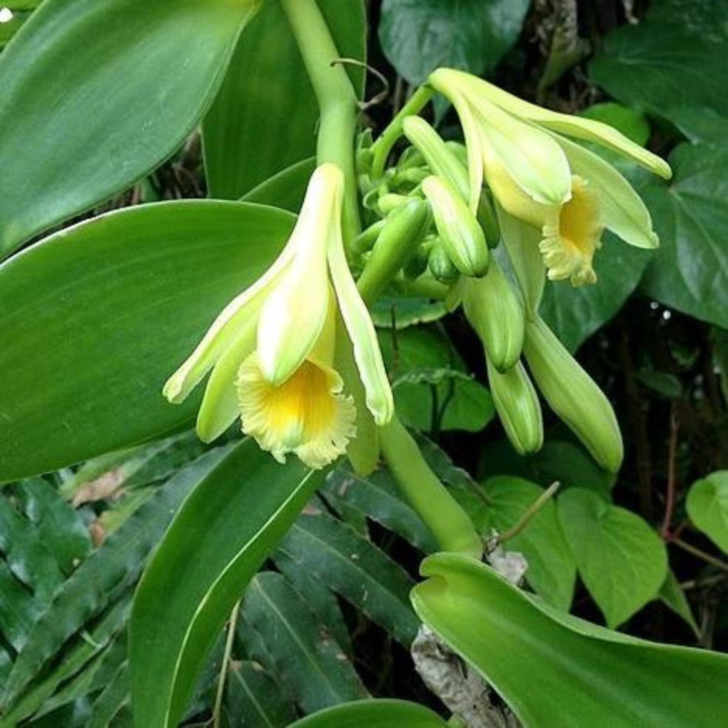 Vanilla Beans Creeper / Climber 1 meter Long Cutting Spice Plant