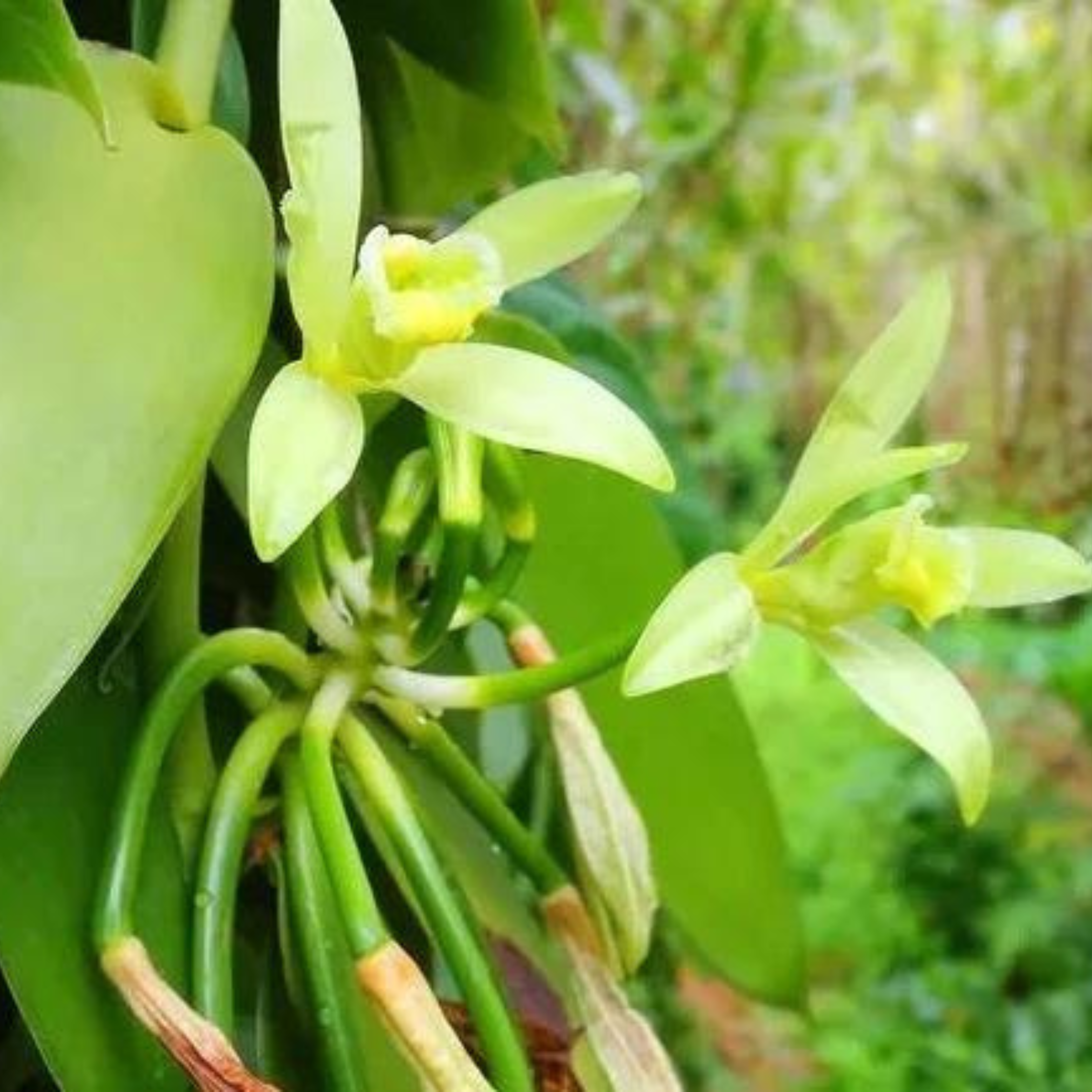 Vanilla Beans Creeper / Climber 1 meter Long Cutting Spice Plant