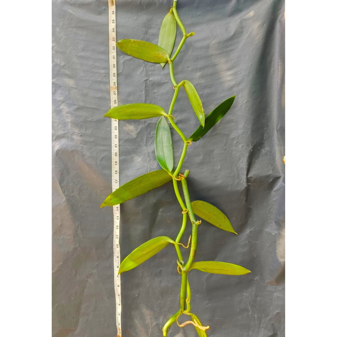 Vanilla Beans Creeper / Climber 1 meter Long Cutting Spice Plant