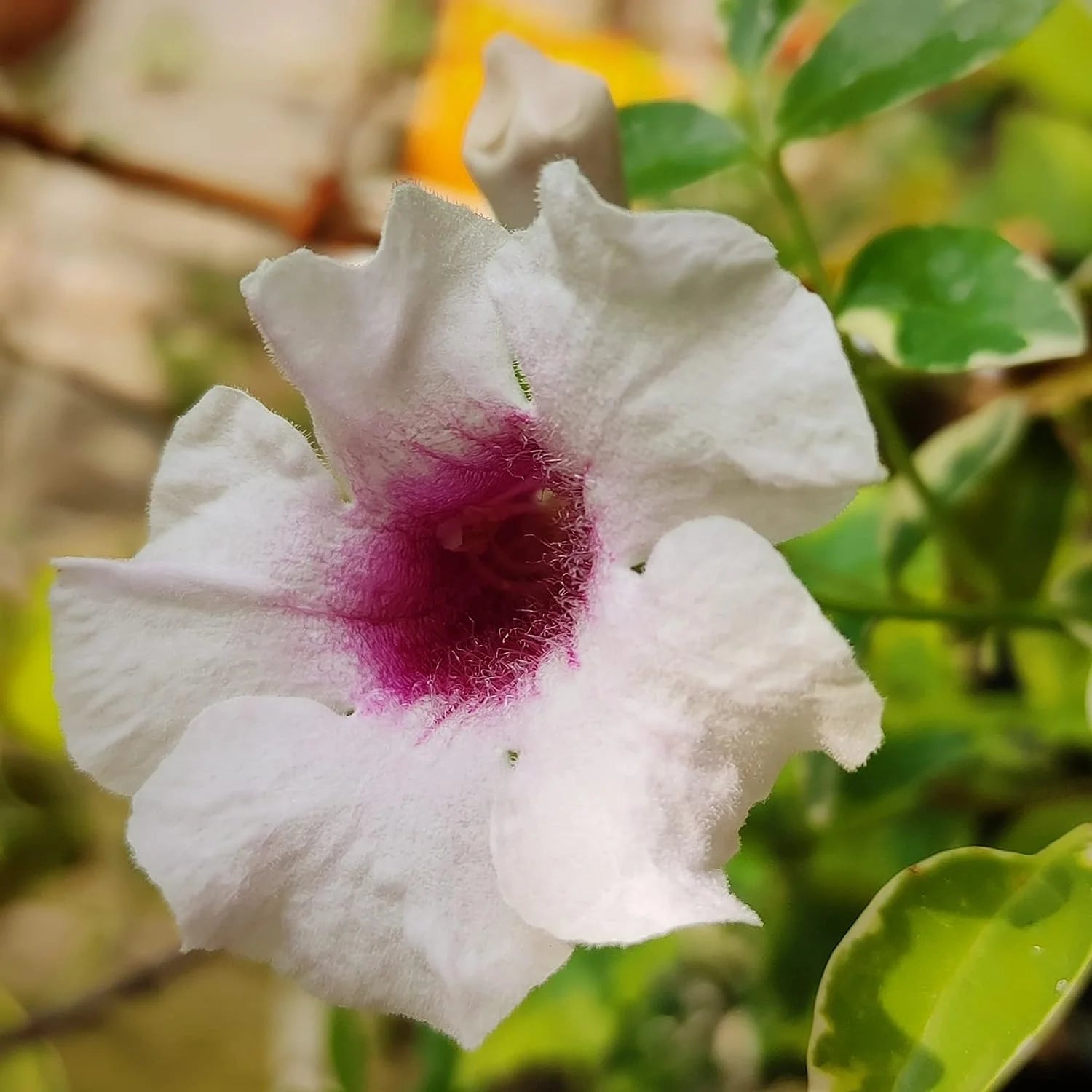 Pandora Jasminoids White Flowering Live Plant - Variegated Leaves