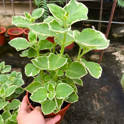 Variegated Ajwain / Oregano Medicinal Live Plant