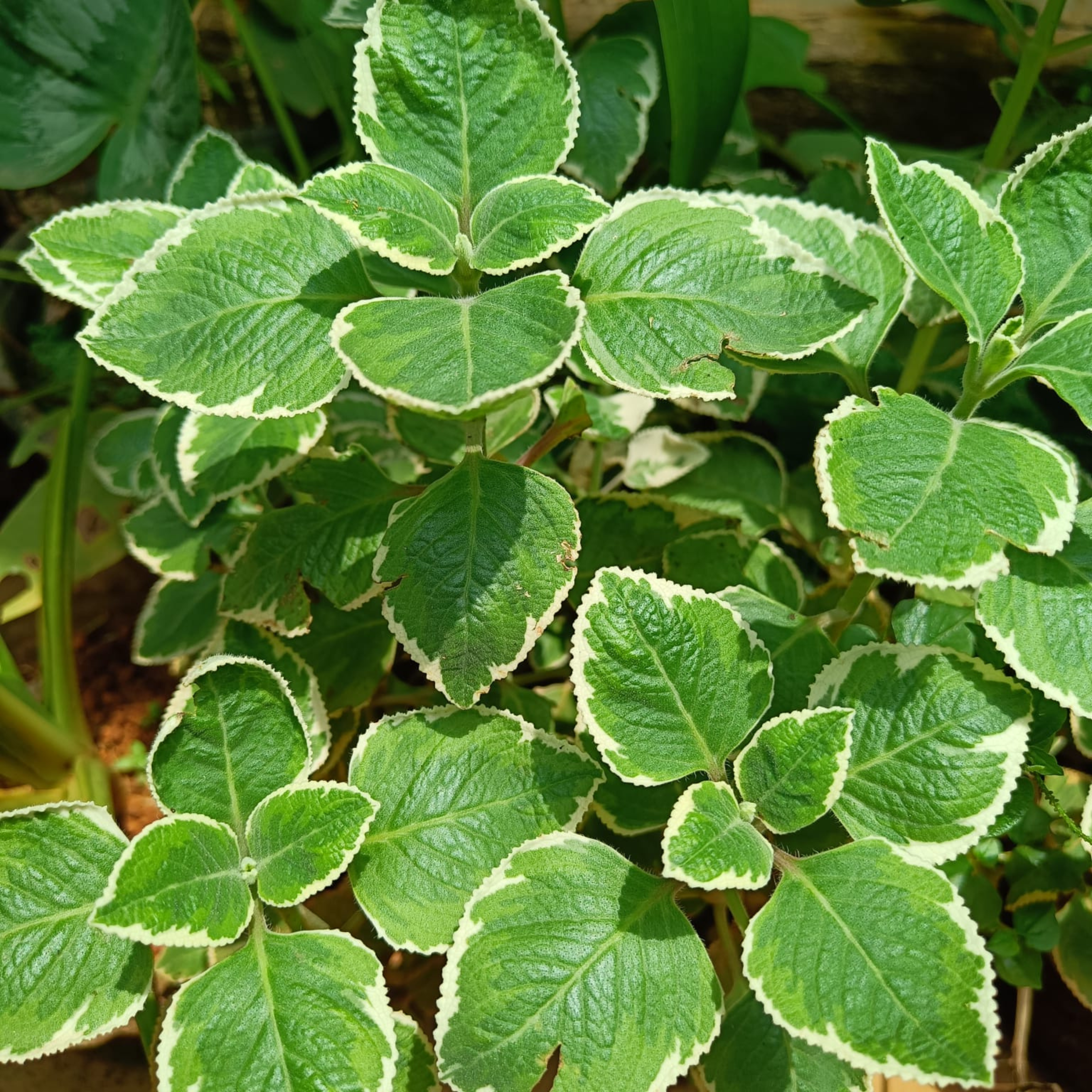 Variegated Ajwain / Oregano Medicinal Live Plant