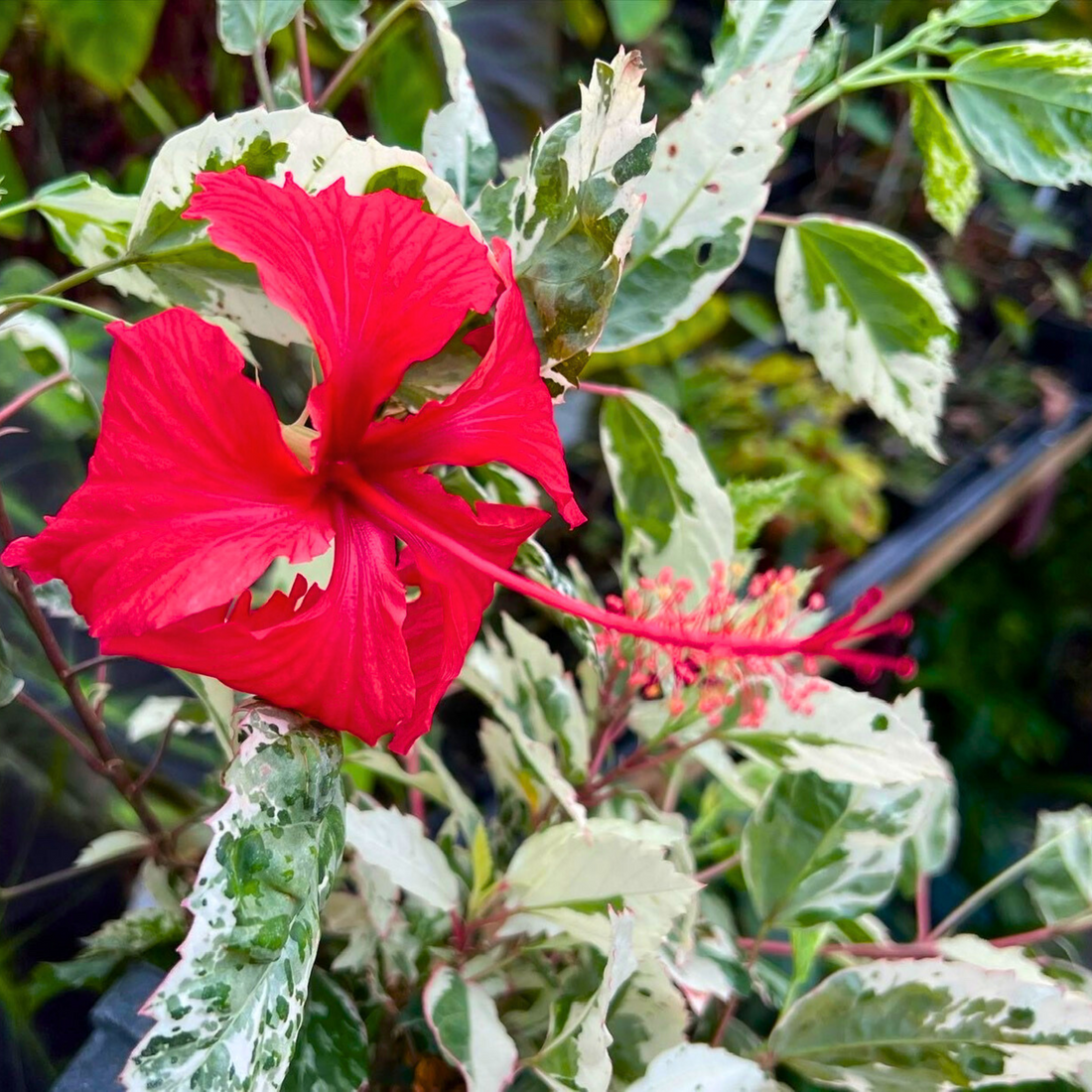 Variegated Hibiscus with Red Flowering Live Plant