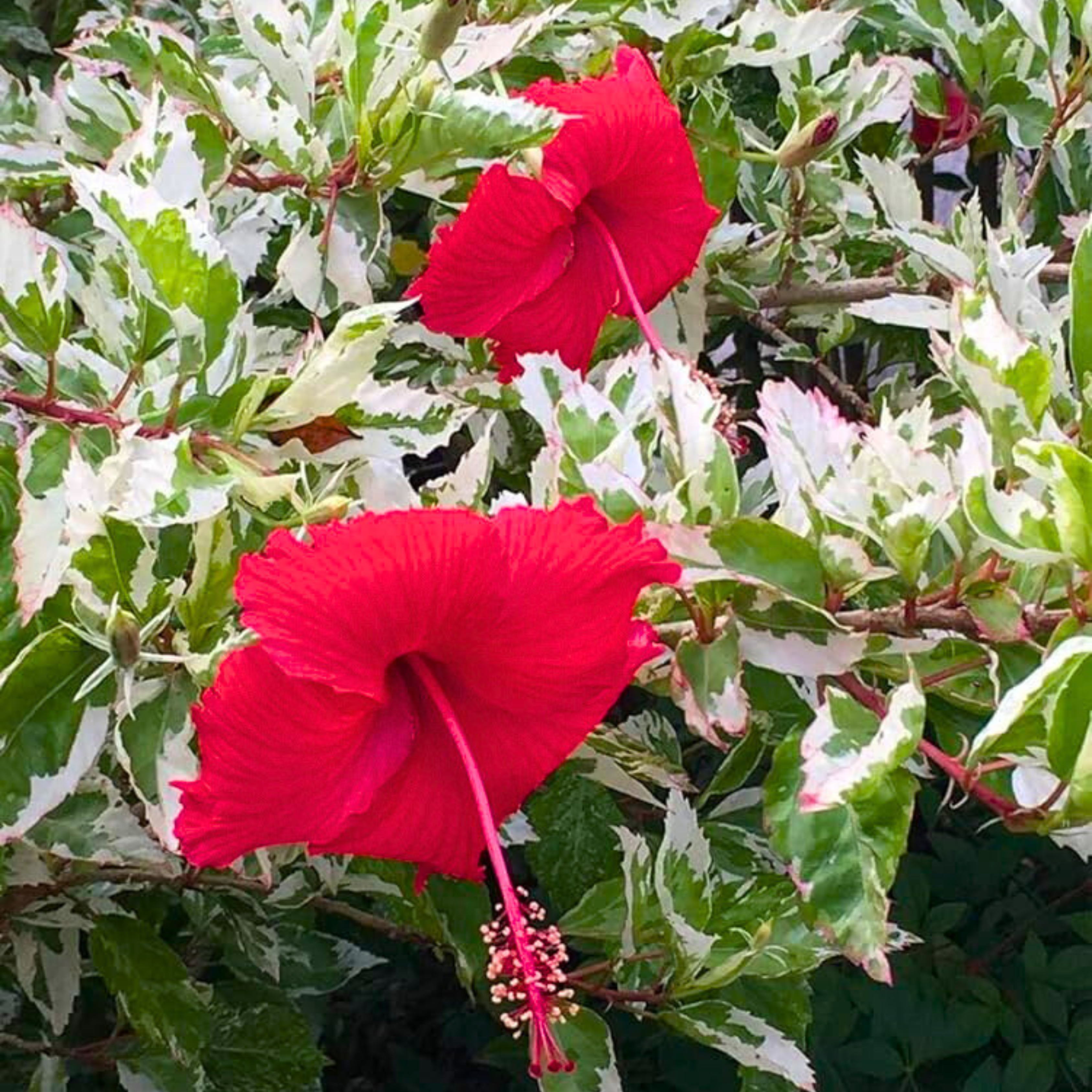 Variegated hibiscus deals