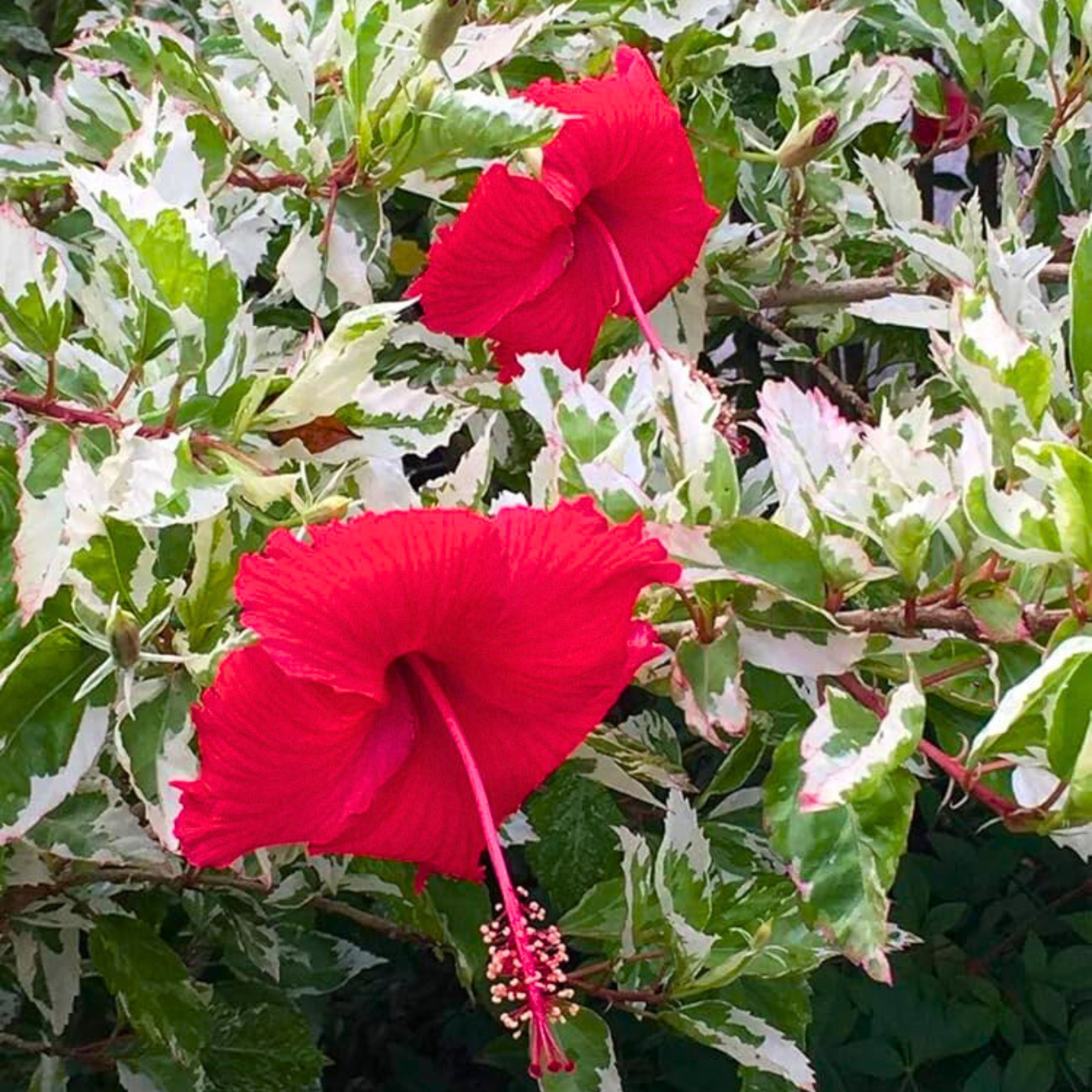 Variegated Hibiscus with Red Flowering Live Plant