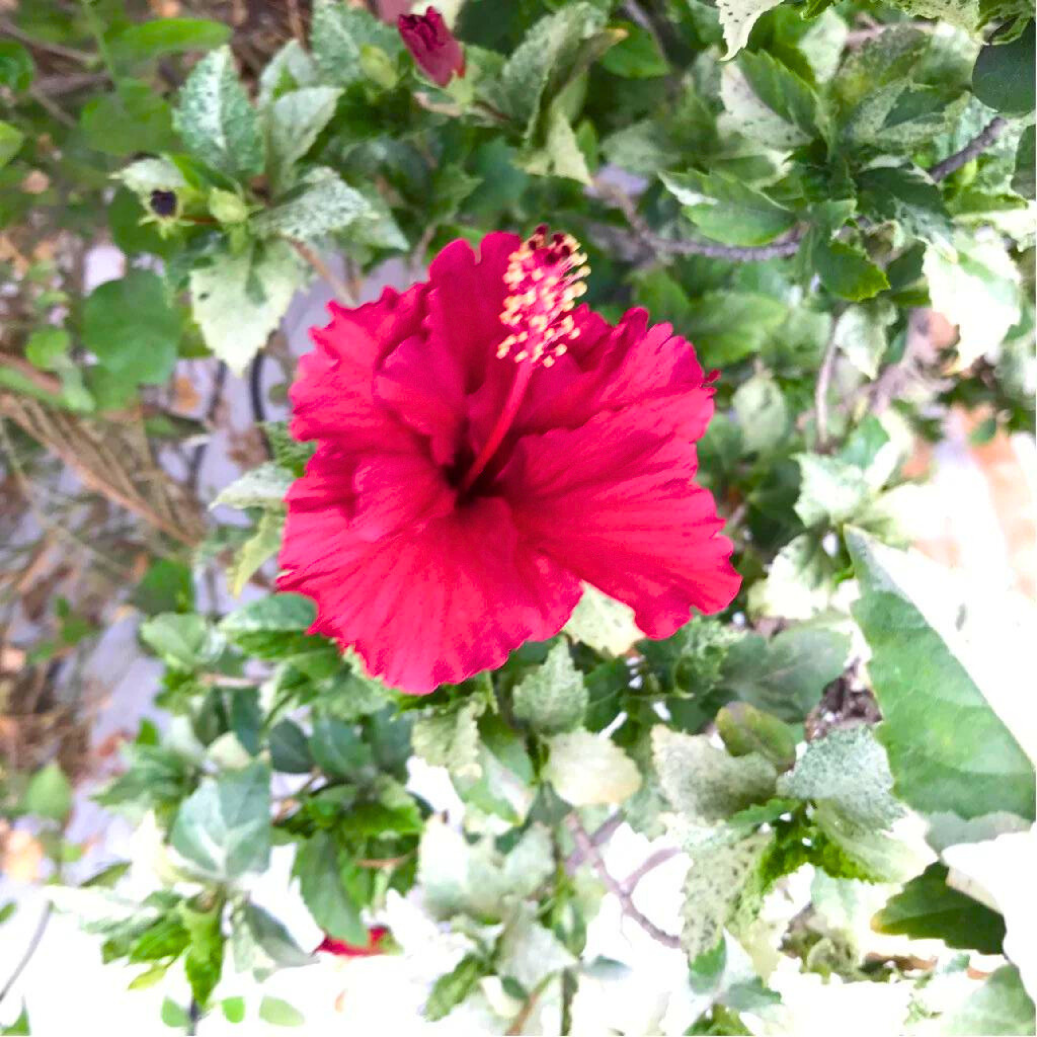 Variegated Hibiscus with Red Flowering Live Plant