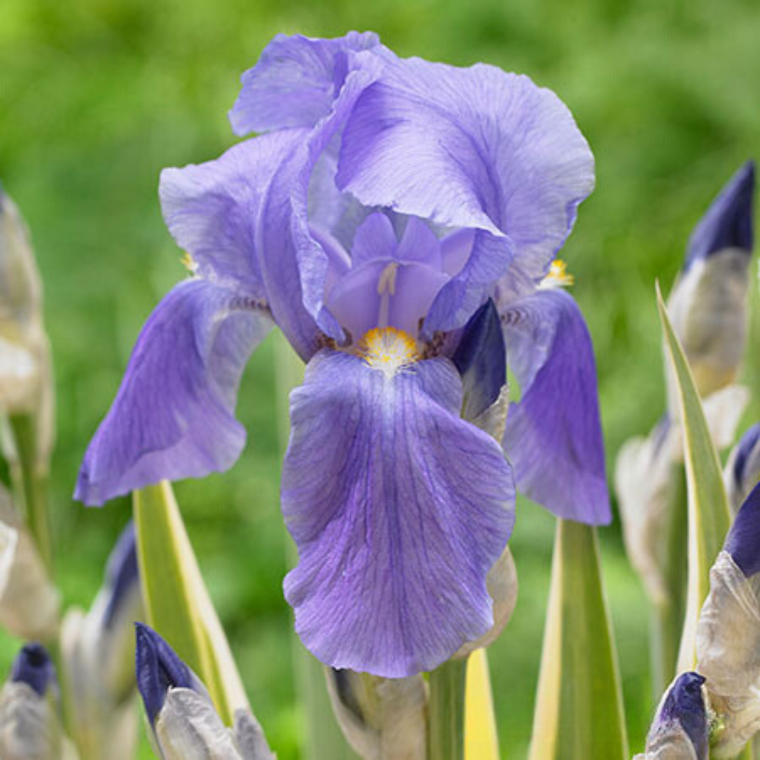 Variegated Iris (Hungarian iris) Flowering Live Plant