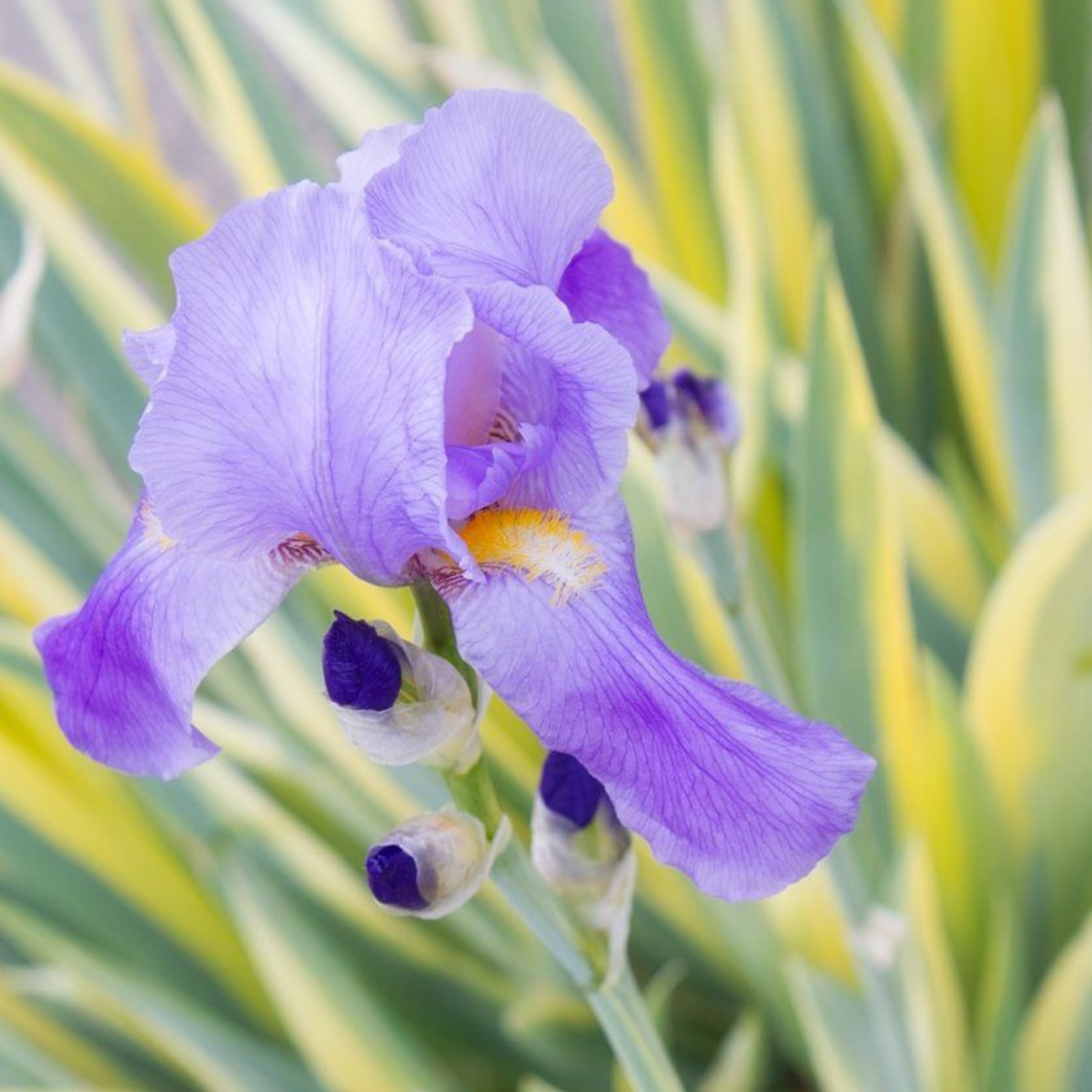 Variegated Iris (Hungarian iris) Flowering Live Plant