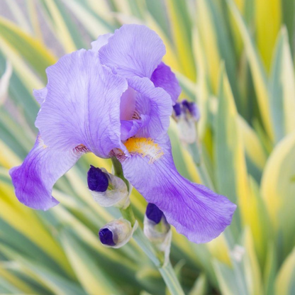 Variegated Iris (Hungarian iris) Flowering Live Plant