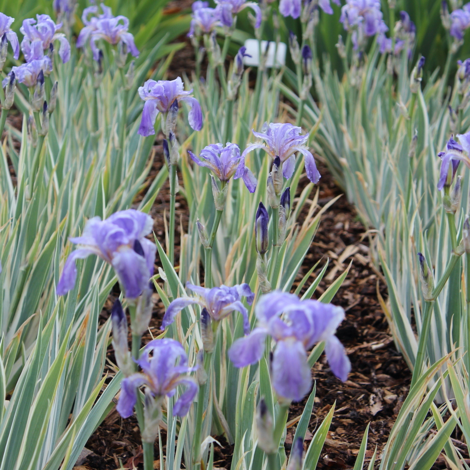 Variegated Iris (Hungarian iris) Flowering Live Plant