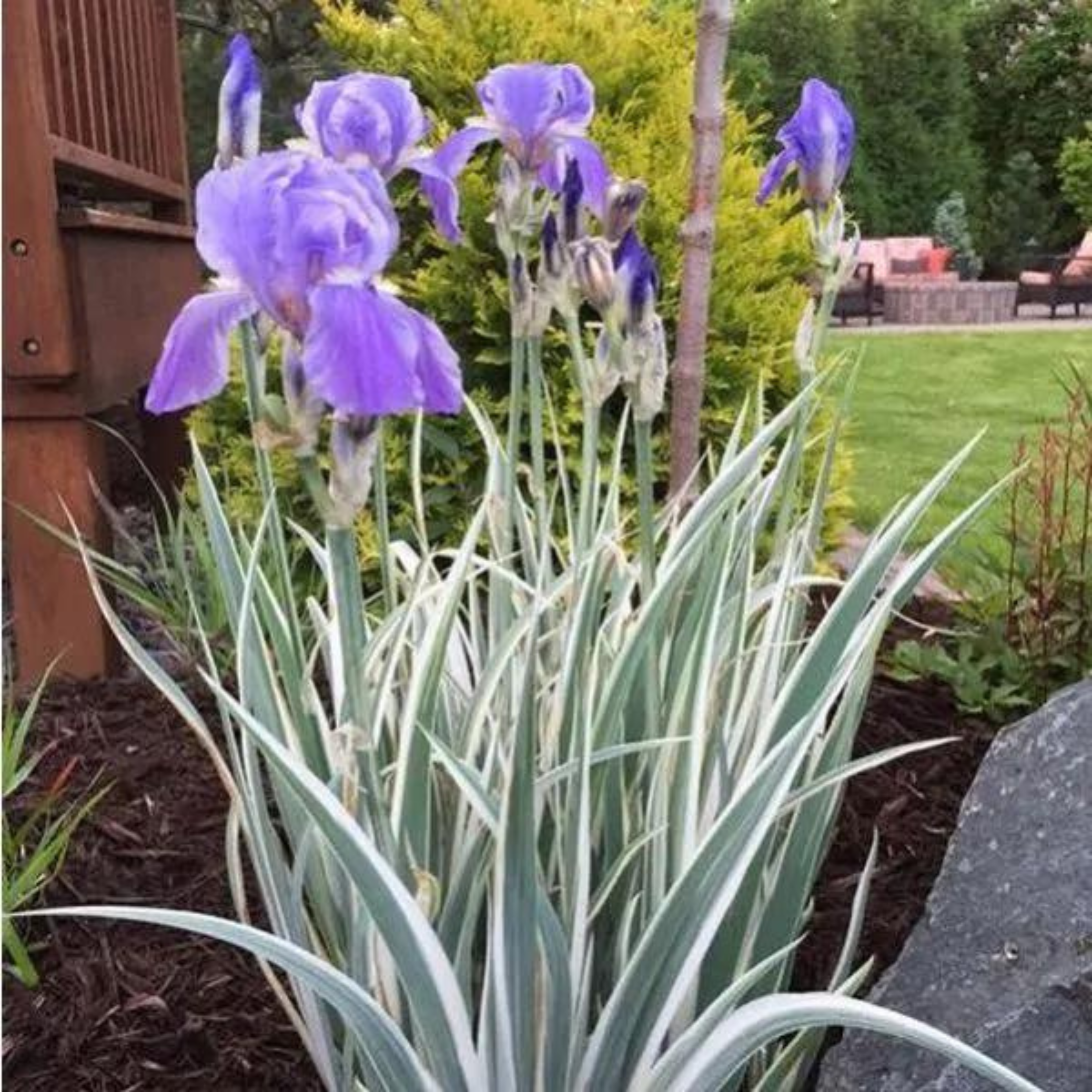 Variegated Iris (Hungarian iris) Flowering Live Plant