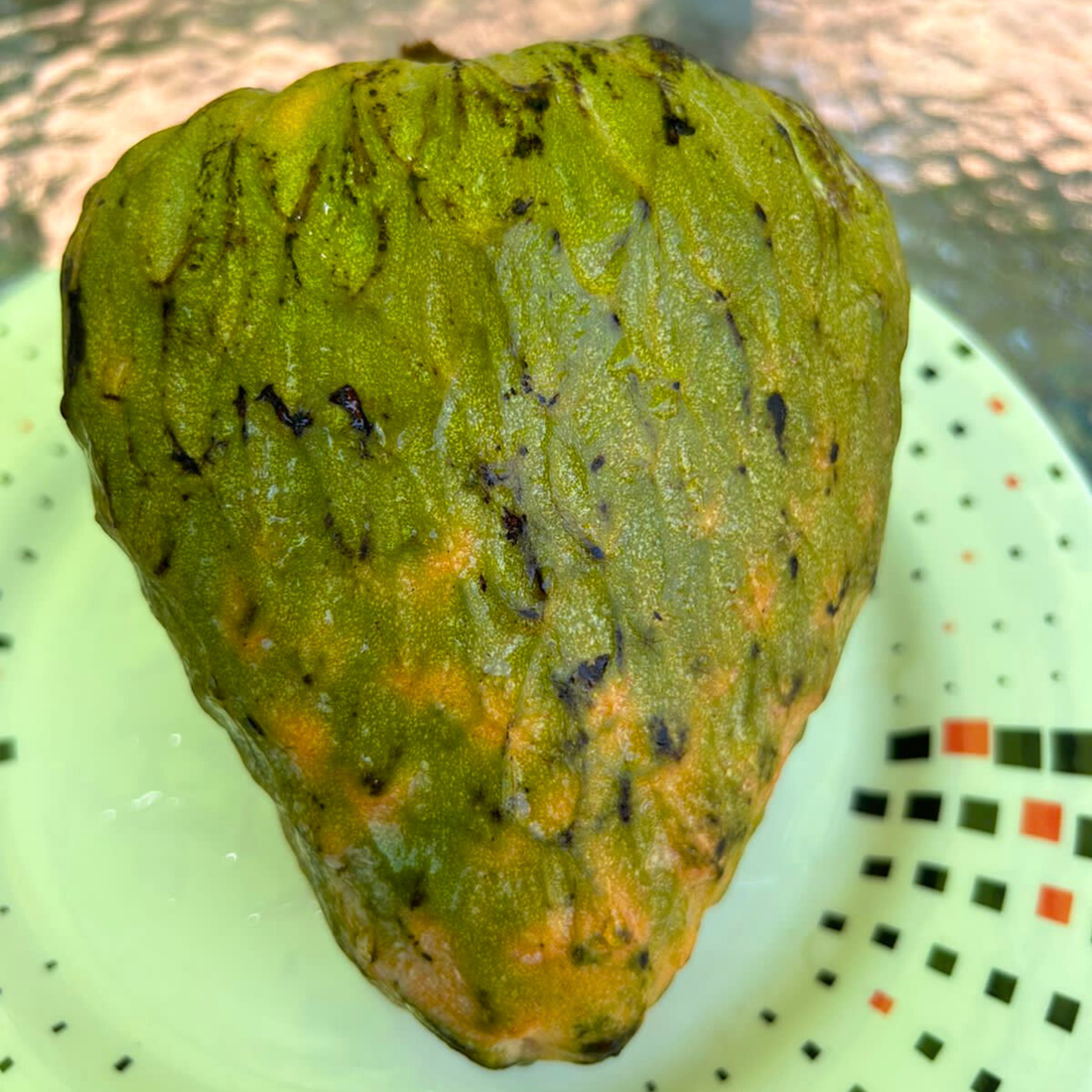 Verde Esmeralda (Annona reticulata) Fruit Live Plant