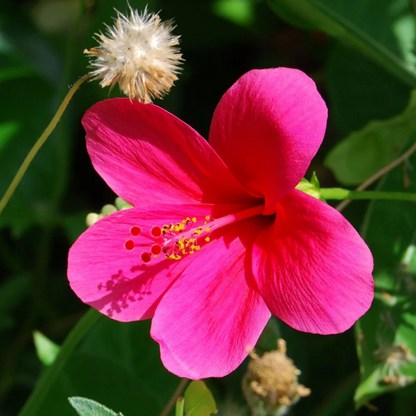 Viceroy Hibiscus Pink All Time Flowering Live Plant