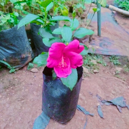 Viceroy Hibiscus Pink All Time Flowering Live Plant