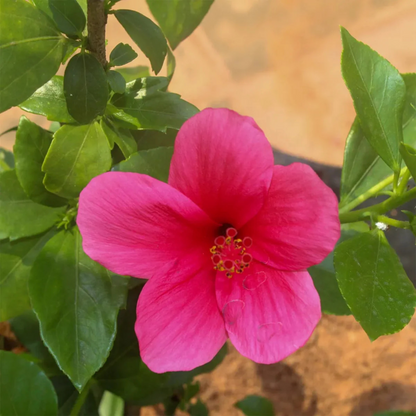 Viceroy Hibiscus Pink All Time Flowering Live Plant