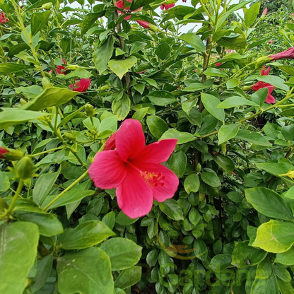 Viceroy Hibiscus Pink All Time Flowering Live Plant