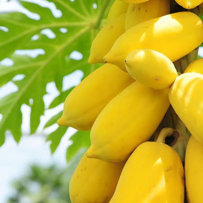 Vietnam Yellow Papaya Fruit Live Plant