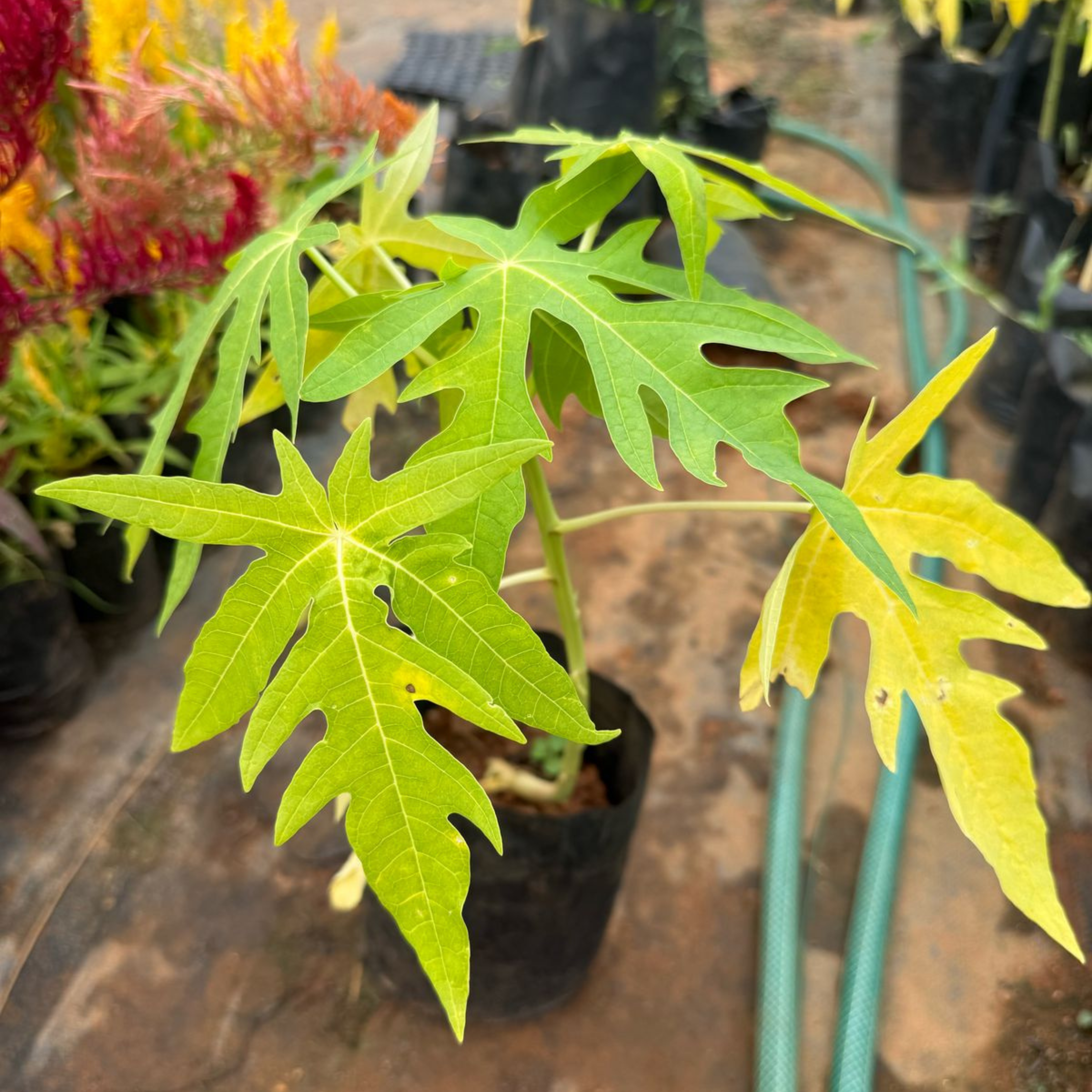 Vietnam Yellow Papaya Fruit Live Plant