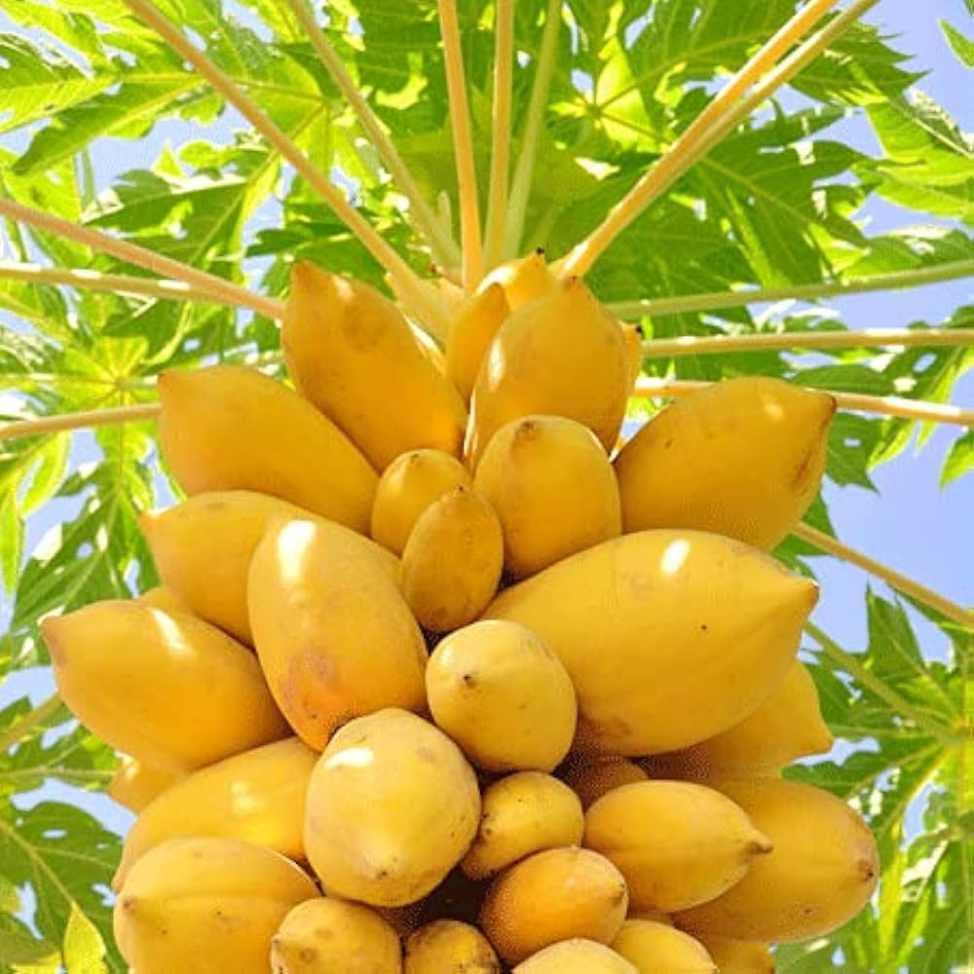 Vietnam Yellow Papaya Fruit Live Plant