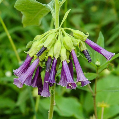 Violet Churcu / Tube Flower (Iochroma cyaneum) Rare Flowering Live Plant