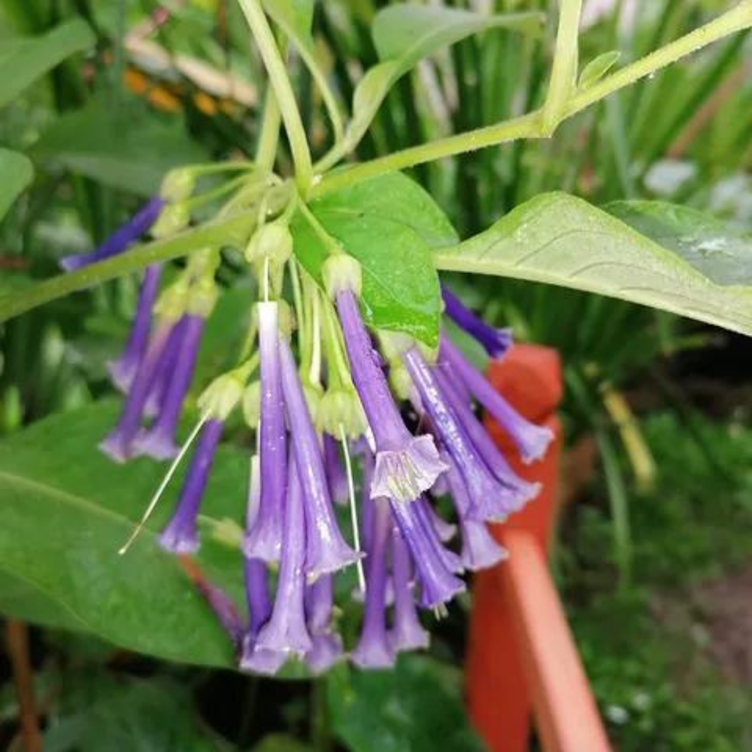 Violet Churcu / Tube Flower (Iochroma cyaneum) Rare Flowering Live Plant