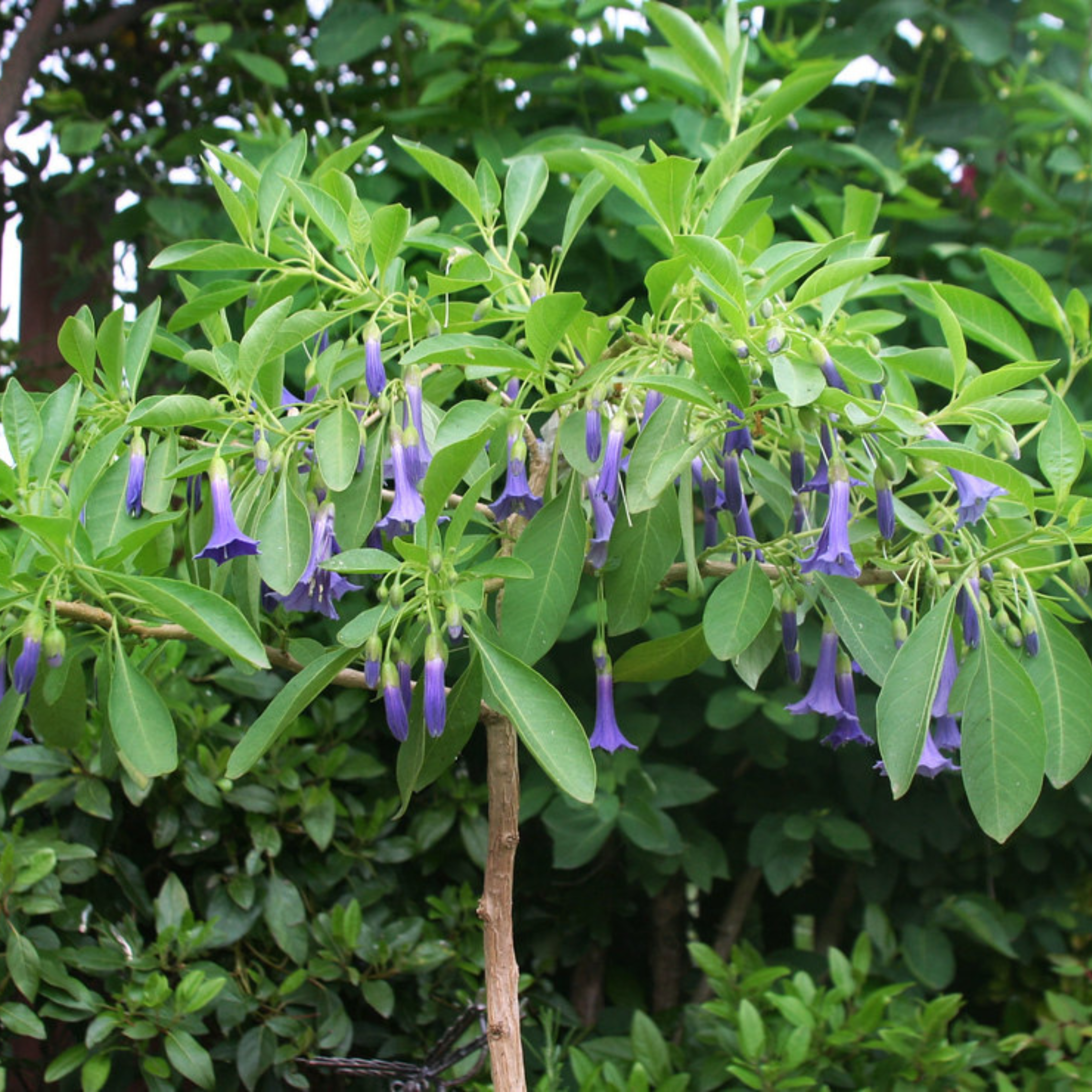 Violet Churcu / Tube Flower (Iochroma cyaneum) Rare Flowering Live Plant