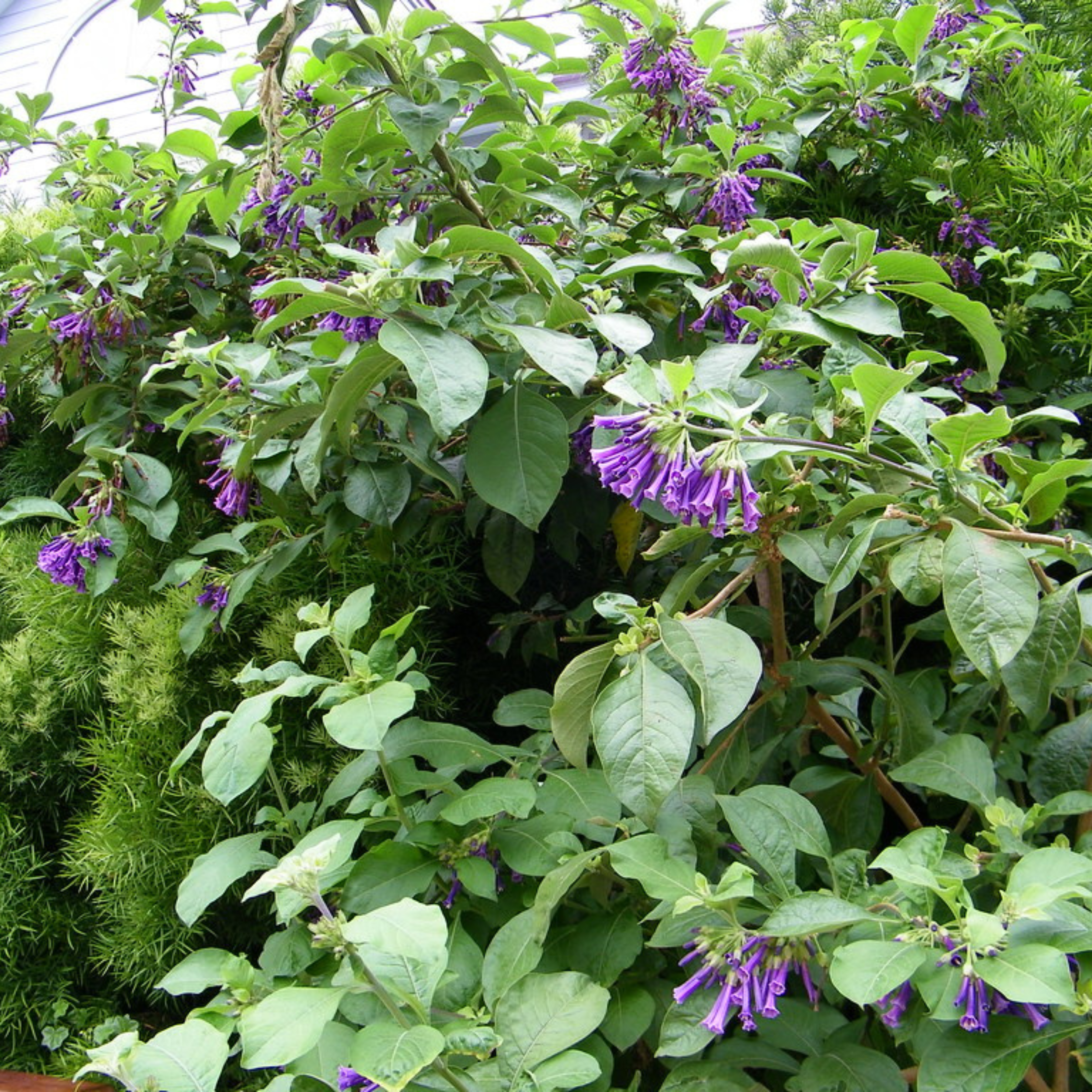 Violet Churcu / Tube Flower (Iochroma cyaneum) Rare Flowering Live Plant